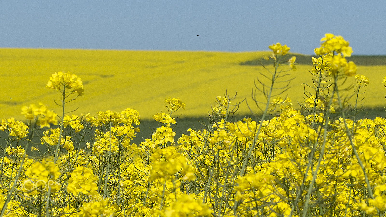 Sony a7 II sample photo. Yellow fields photography