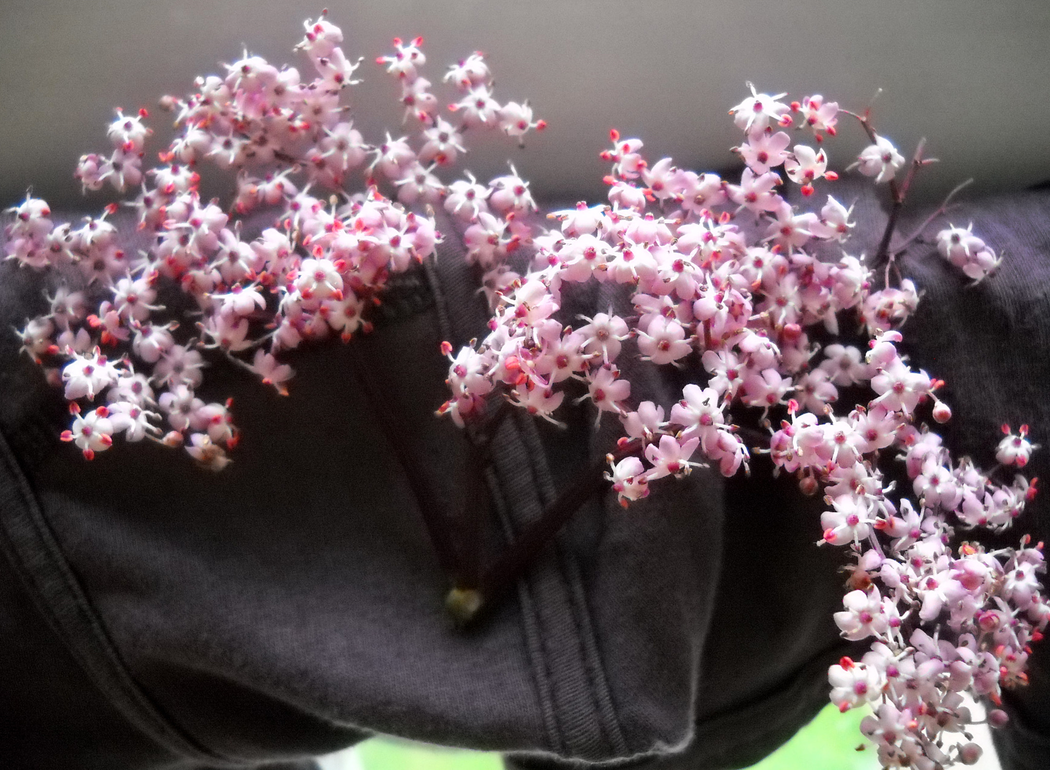 Nikon Coolpix L20 sample photo. Tiny wild flowers photography