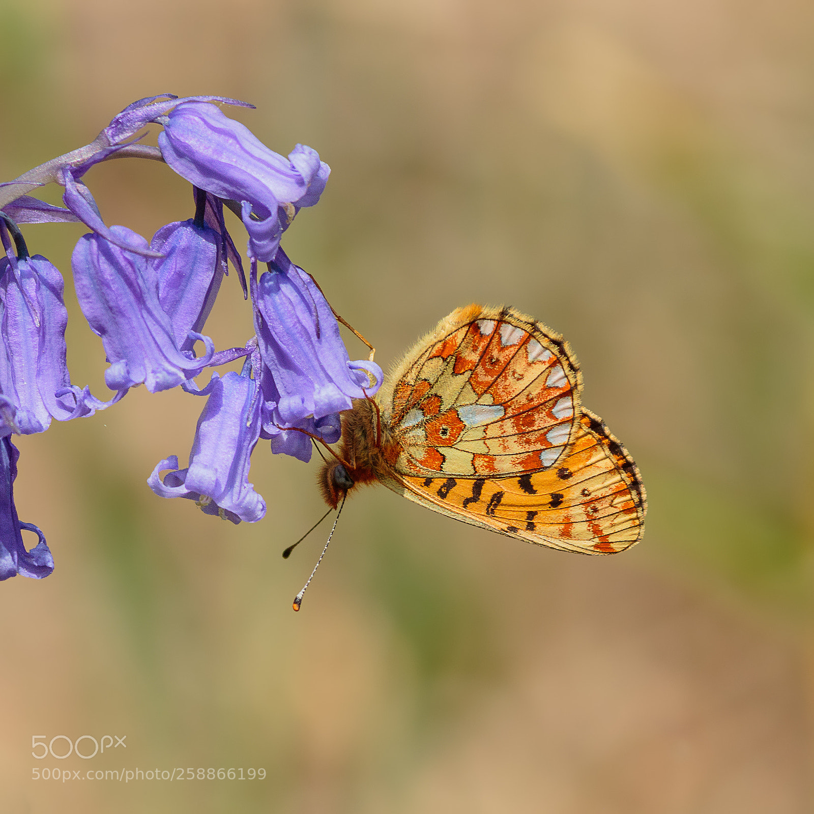 Canon EOS 7D Mark II sample photo. Small pearl bordered fritillary photography