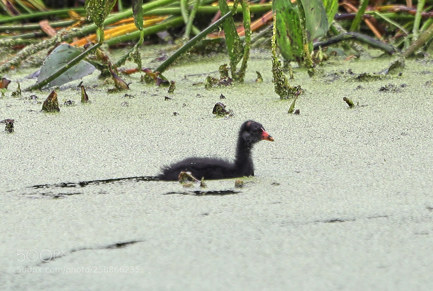 Canon EOS-1D X Mark II sample photo. 05-21-18-0019026.jpg photography