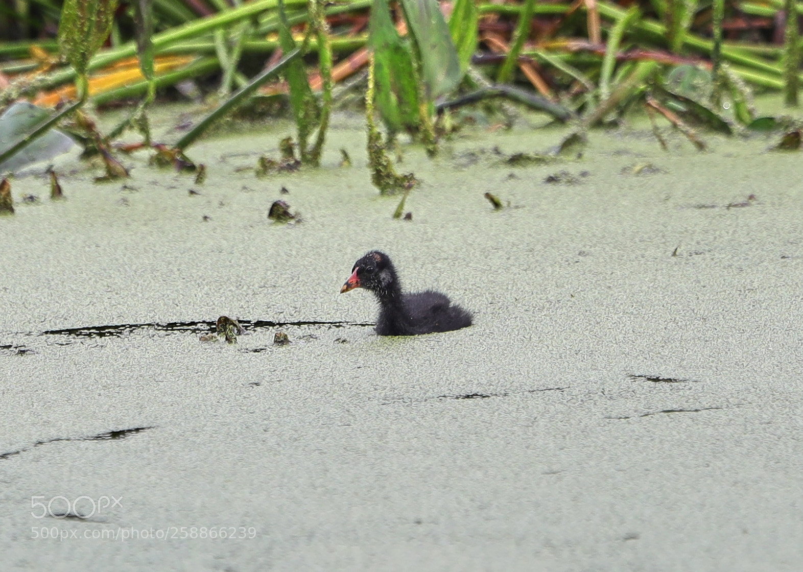 Canon EOS-1D X Mark II sample photo. 05-21-18-0019025.jpg photography