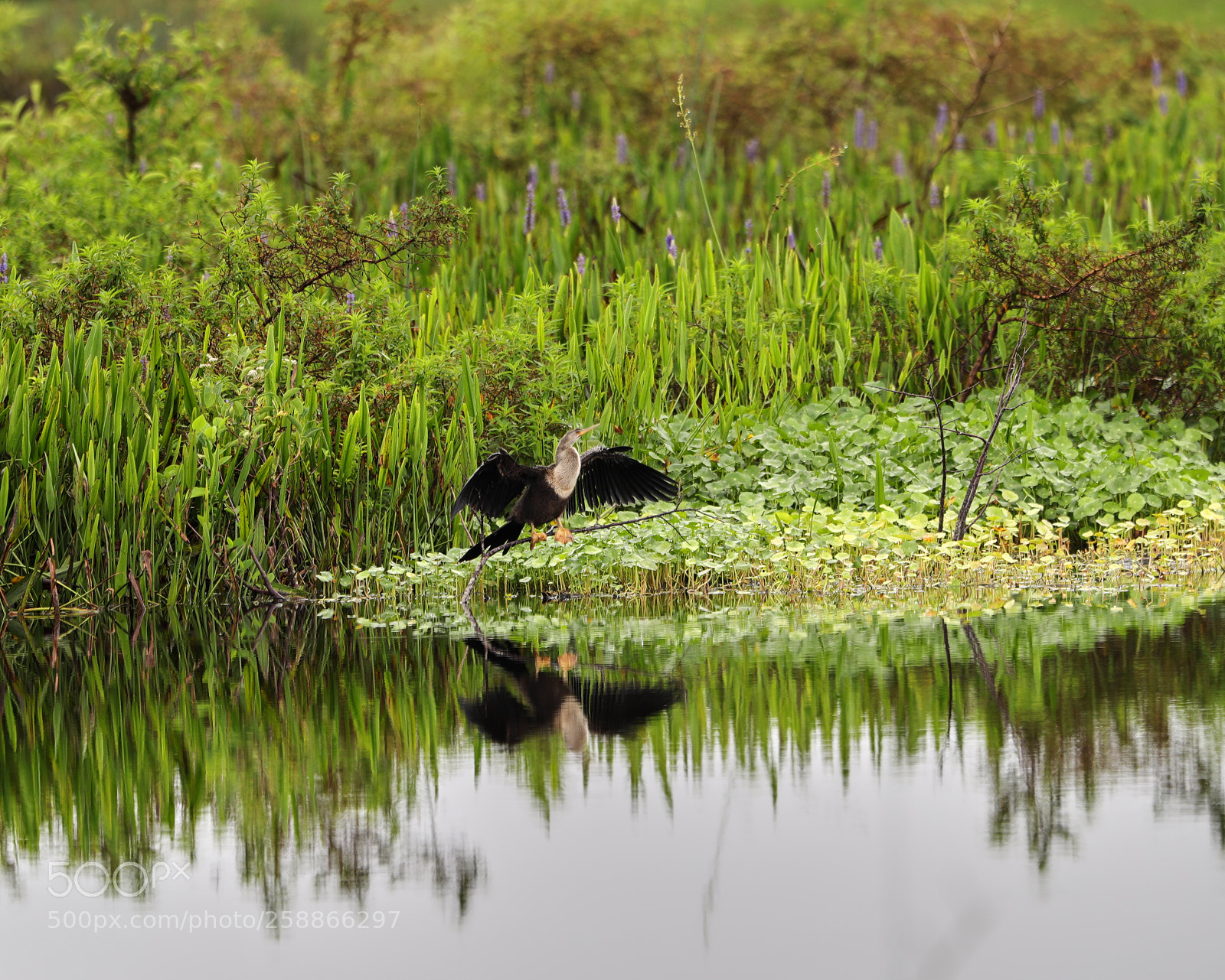 Canon EOS-1D X Mark II sample photo. 05-21-18-0019018.jpg photography