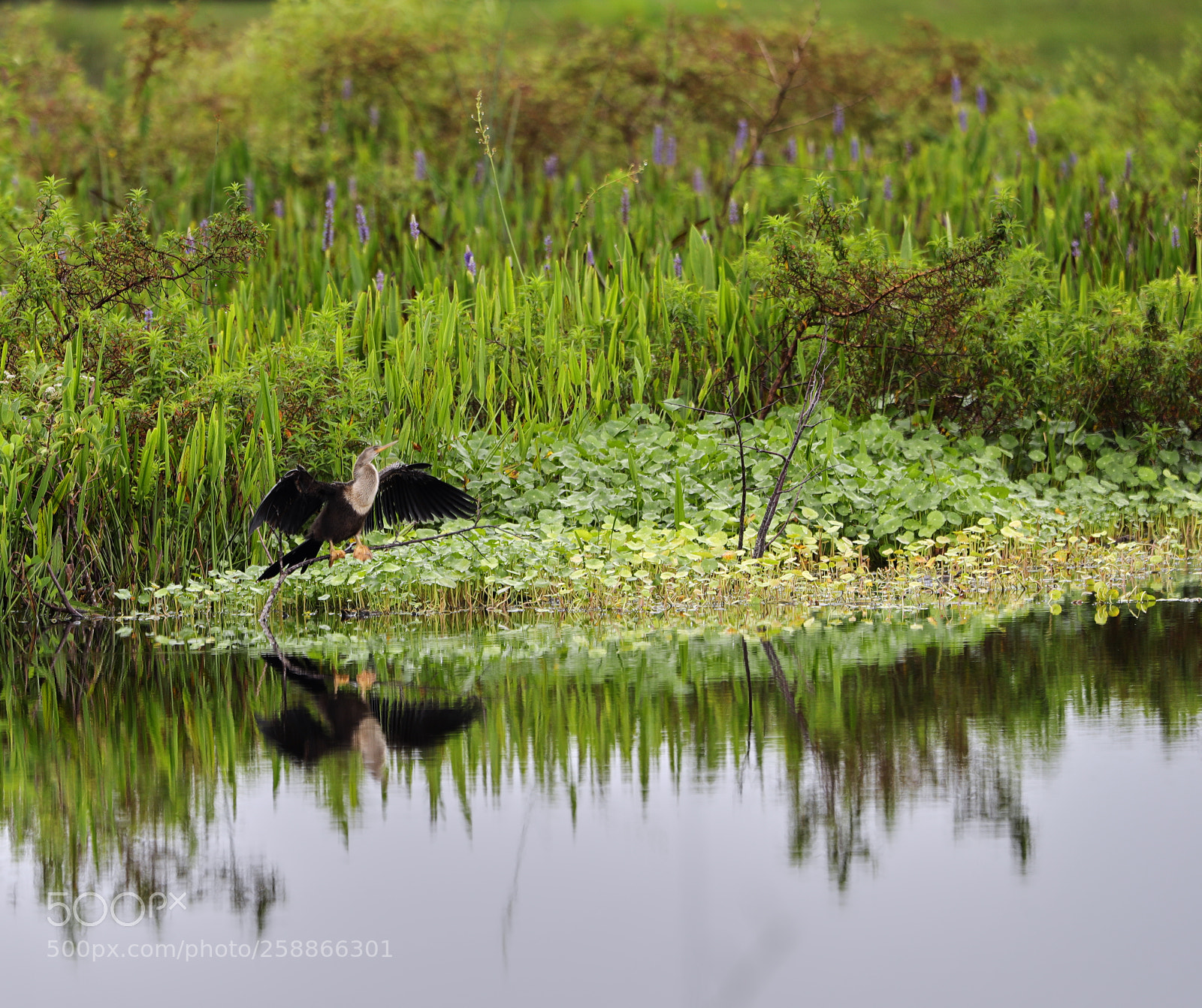 Canon EOS-1D X Mark II sample photo. 05-21-18-0019019.jpg photography