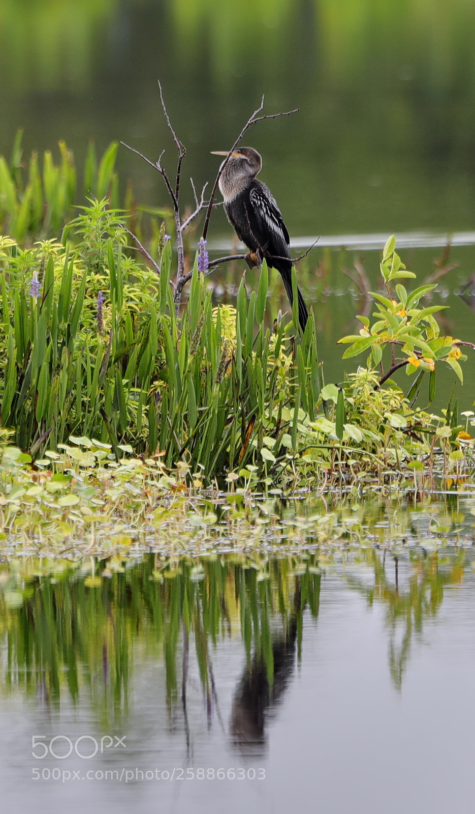 Canon EOS-1D X Mark II sample photo. 05-21-18-0019017.jpg photography
