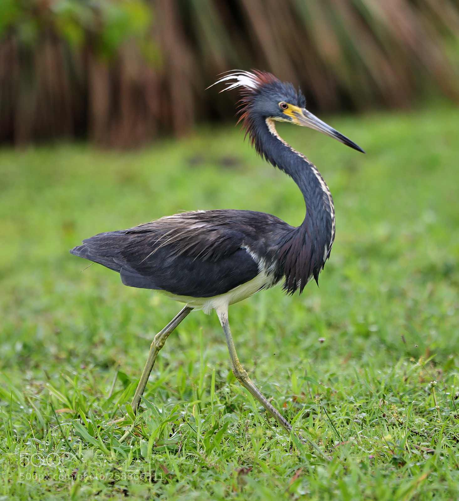 Canon EOS-1D X Mark II sample photo. 05-21-18-0019013.jpg photography