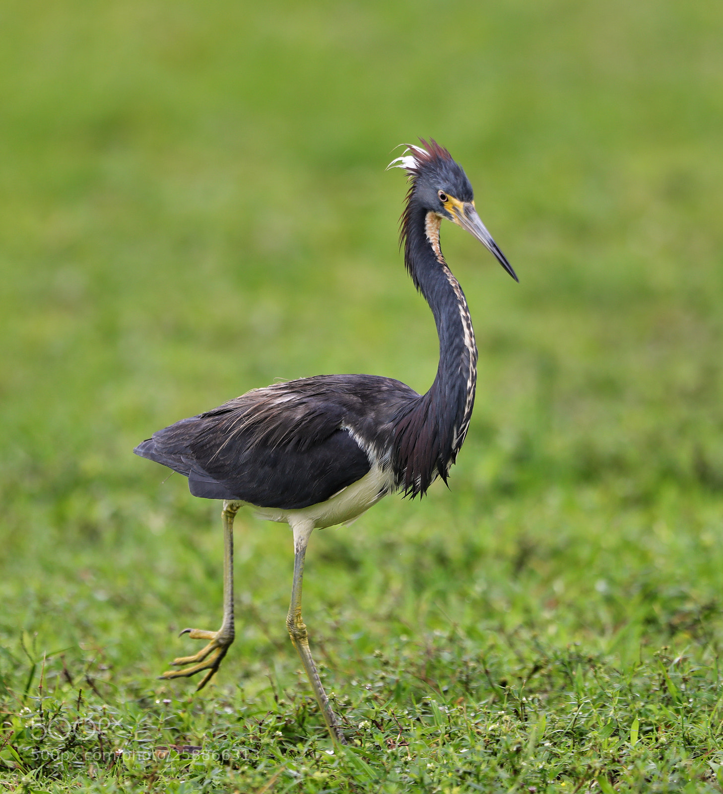 Canon EOS-1D X Mark II sample photo. 05-21-18-0019011.jpg photography