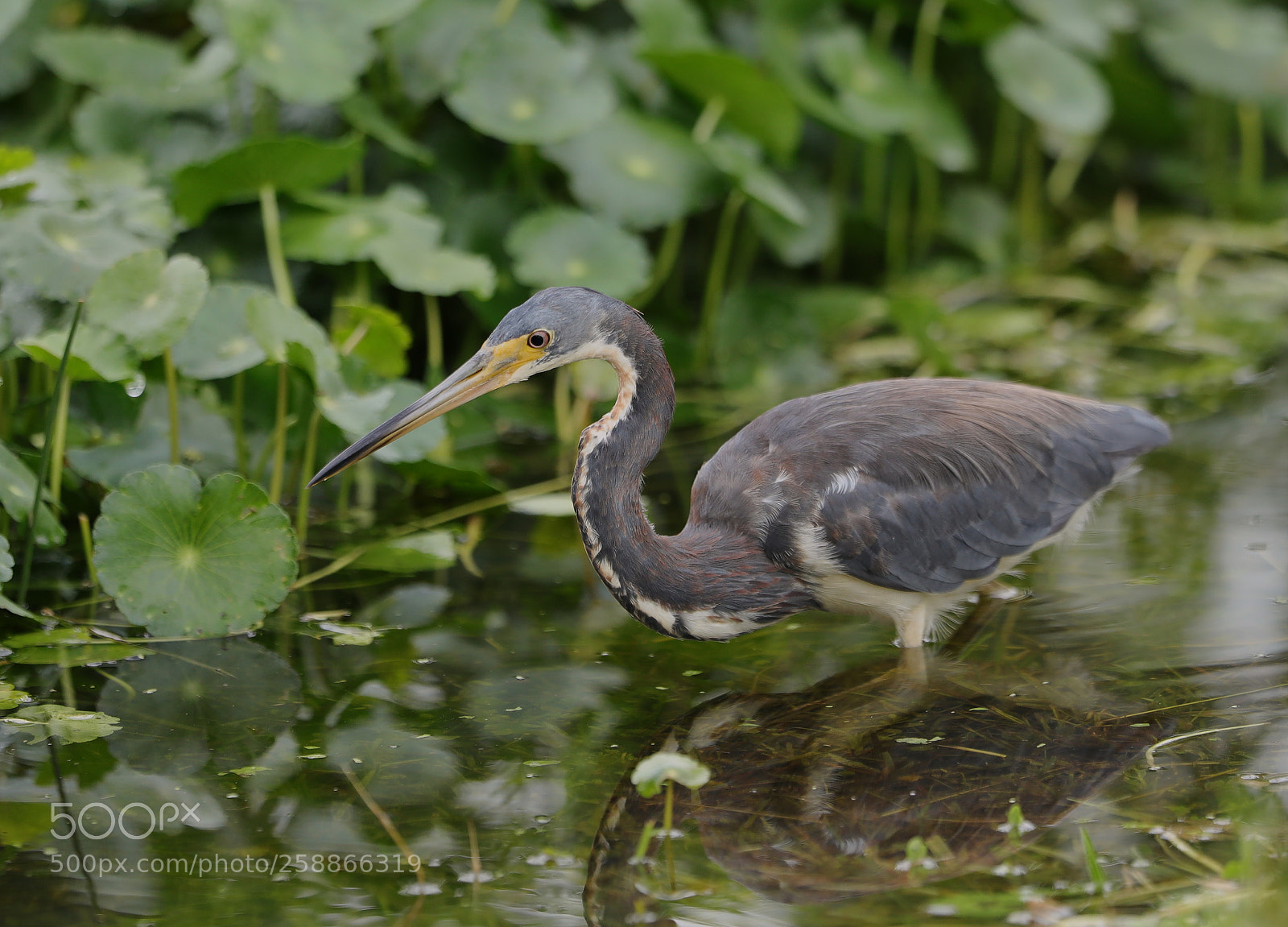 Canon EOS-1D X Mark II sample photo. 05-21-18-0019006.jpg photography