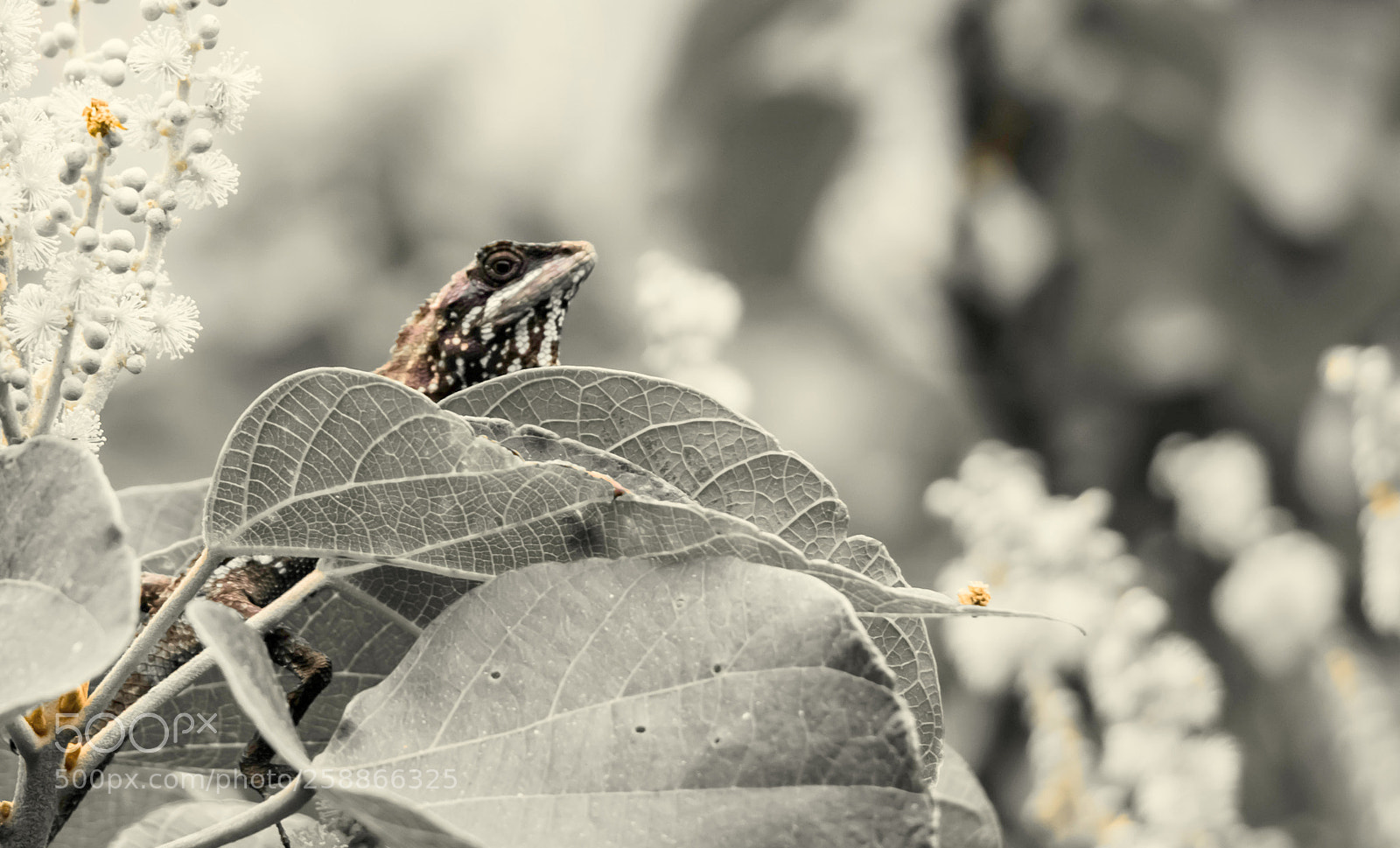 Canon EOS 80D sample photo. Peekaboo! photography