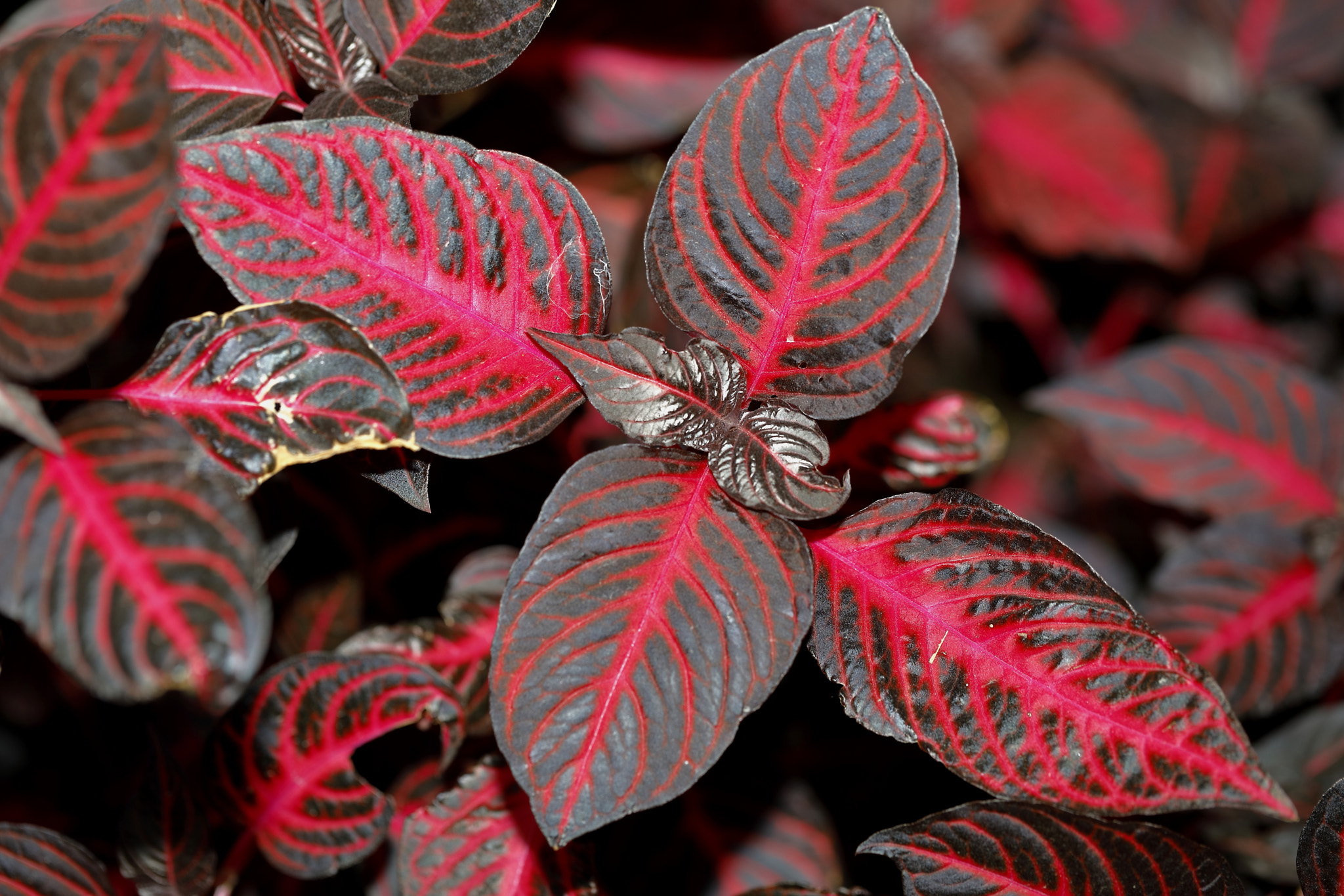 Canon EF 100mm F2.8L Macro IS USM sample photo. Red photography