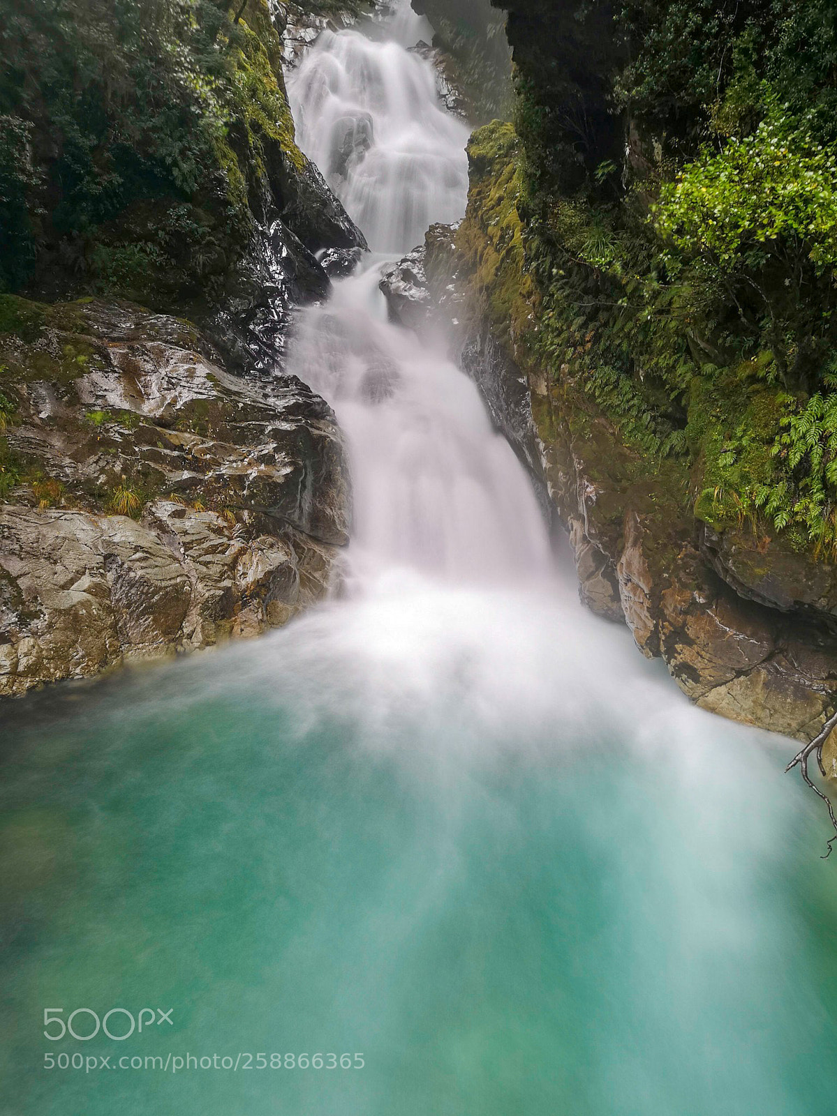 HUAWEI CLT-L29 sample photo. Fantail fall photography