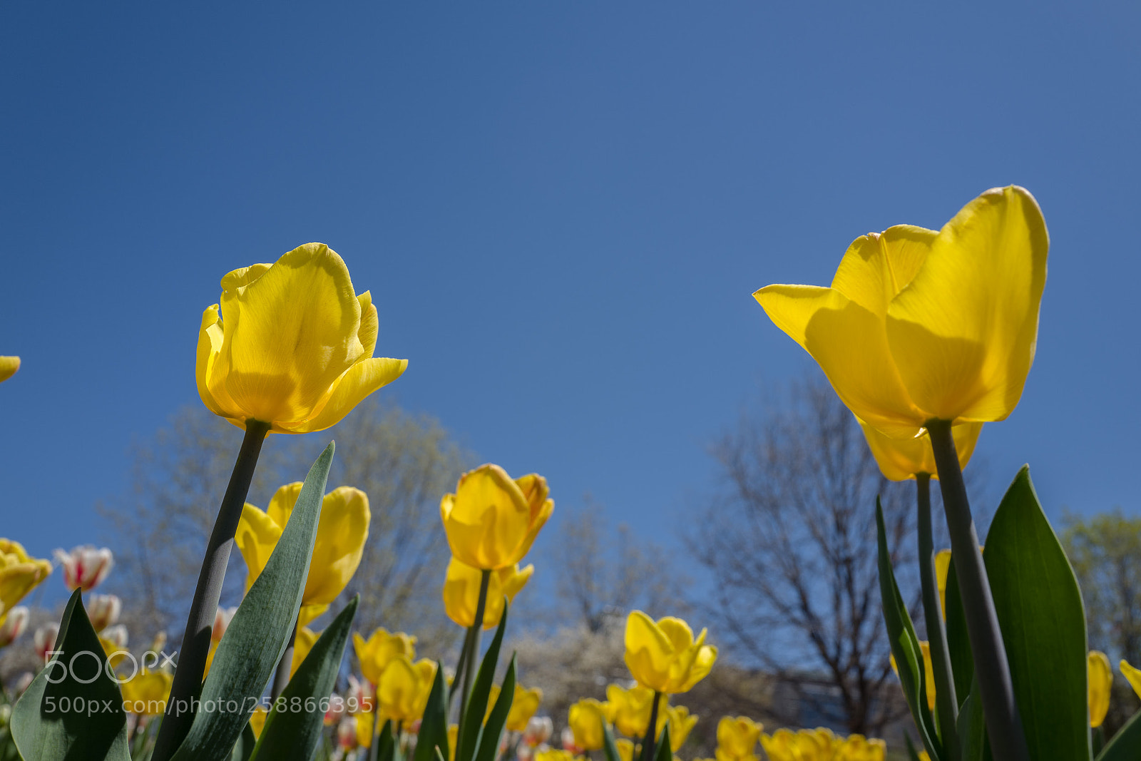 Leica Q (Typ 116) sample photo. L photography