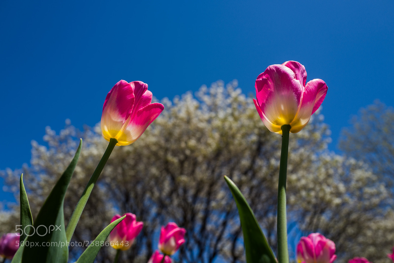 Leica Q (Typ 116) sample photo. L photography