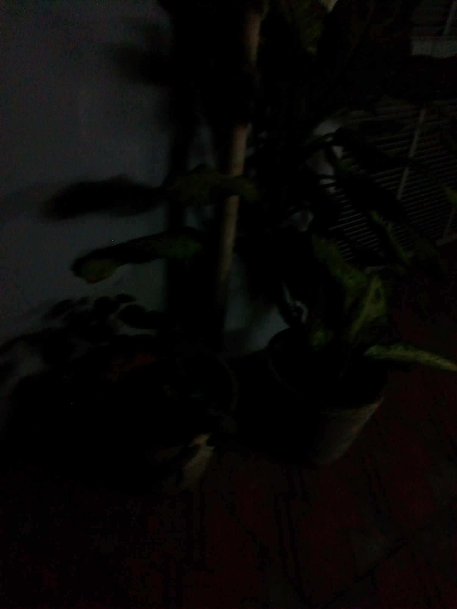 Motorola Moto C Plus sample photo