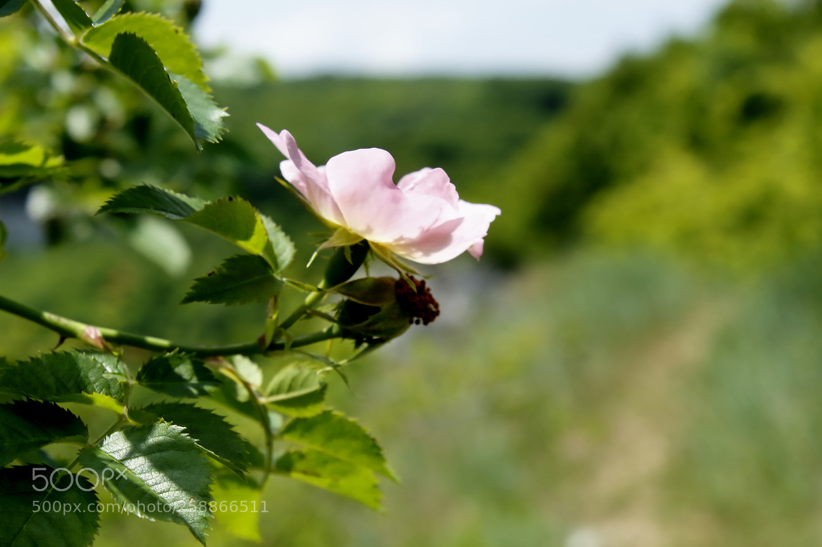 Canon EOS 1300D (EOS Rebel T6 / EOS Kiss X80) sample photo. Rosa canina photography
