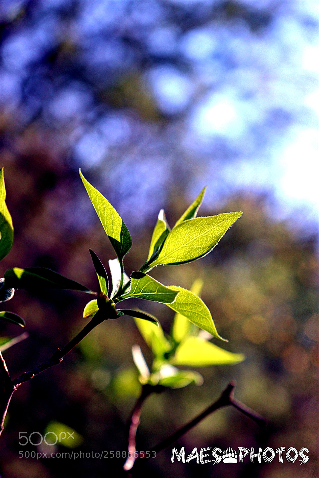 Canon EOS 800D (EOS Rebel T7i / EOS Kiss X9i) sample photo. Leaves photography