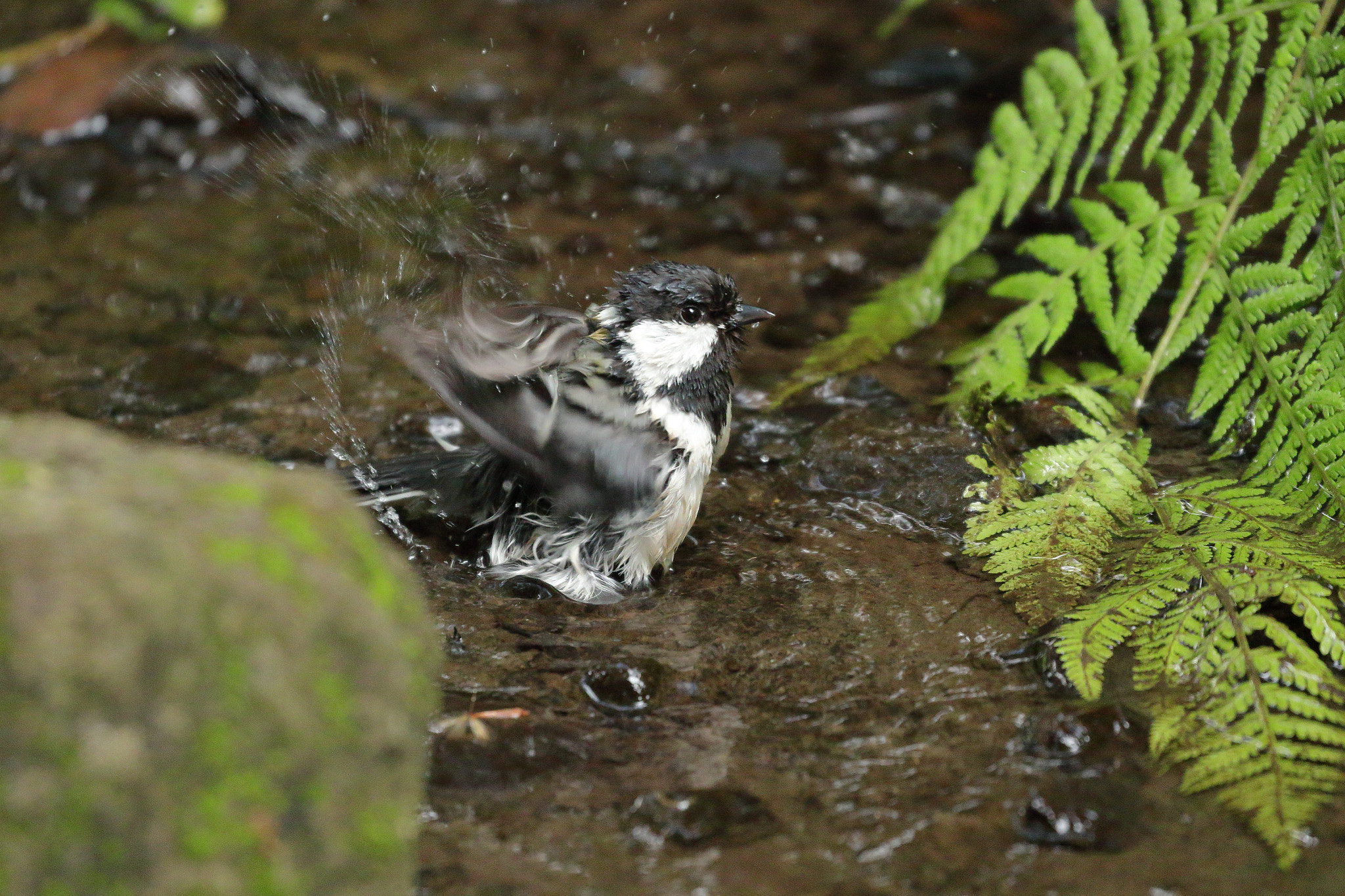 Canon EOS 7D Mark II sample photo. シジュウカラの水浴び 7i2a3893 photography