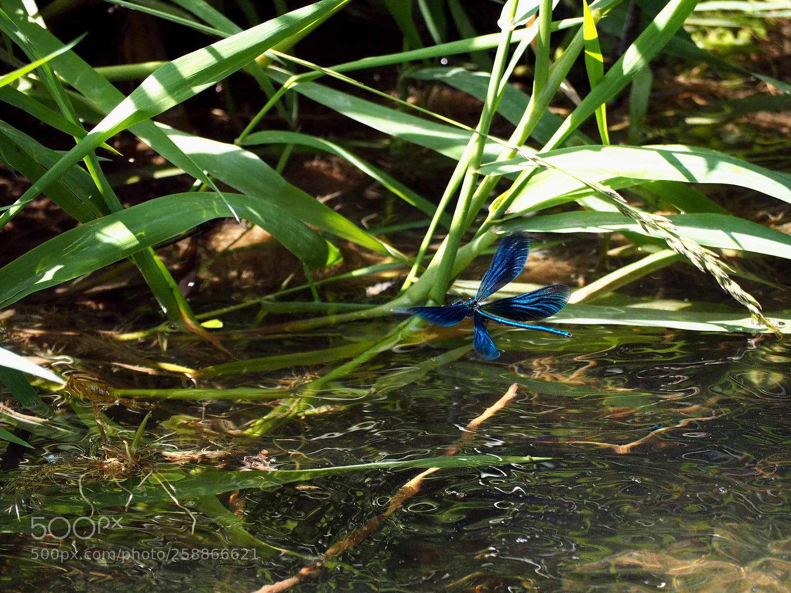 Olympus OM-D E-M10 III sample photo. Blue dragonfly photography