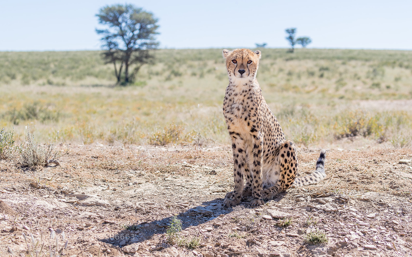 Canon EOS-1D X Mark II sample photo. Cheetah teenie photography