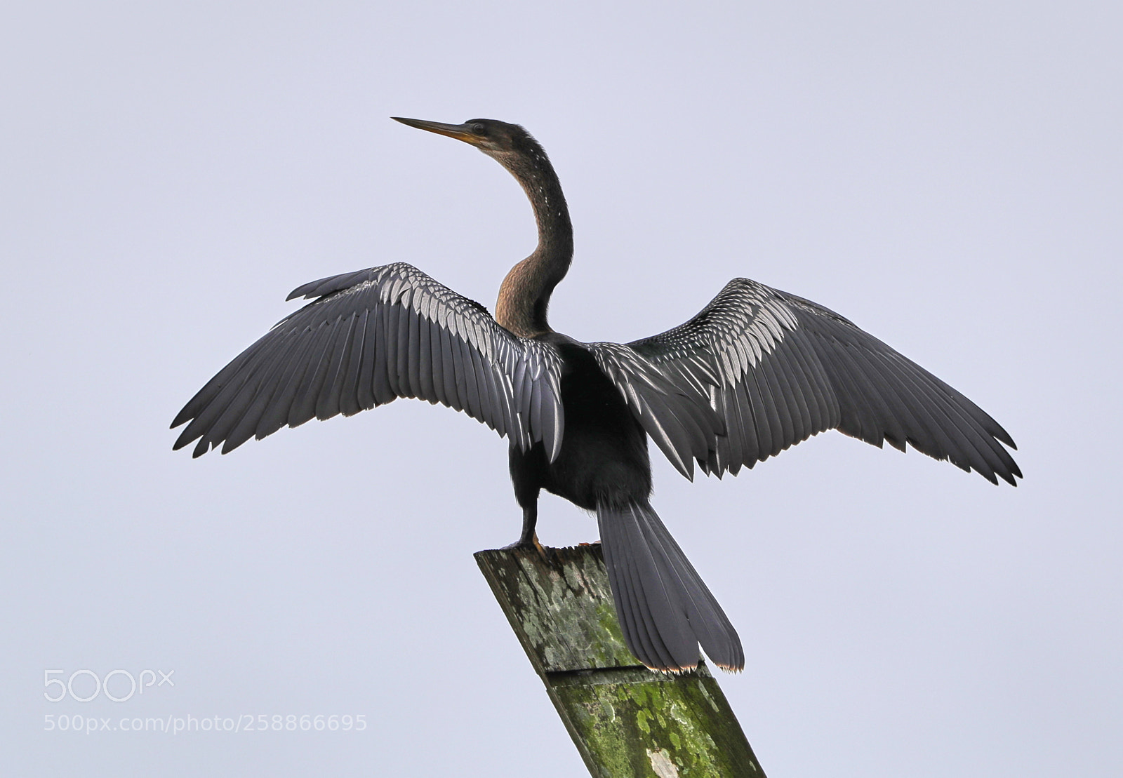 Canon EOS-1D X Mark II sample photo. 05-21-18-0018994.jpg photography