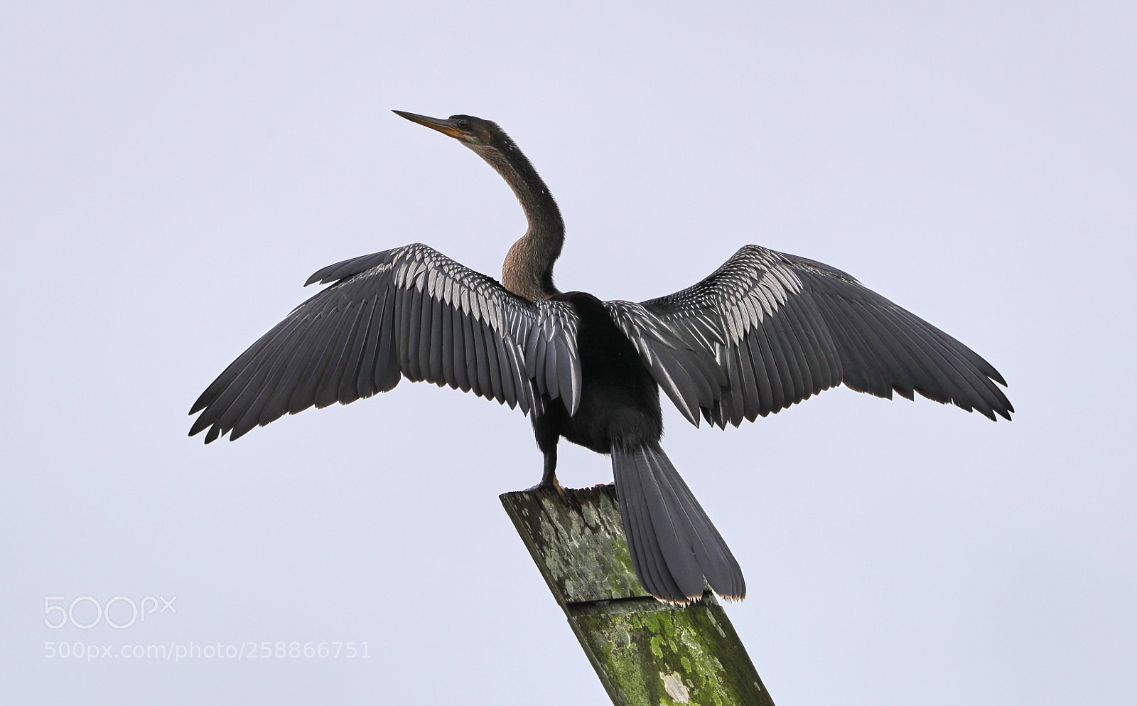 Canon EOS-1D X Mark II sample photo. 05-21-18-0018993.jpg photography