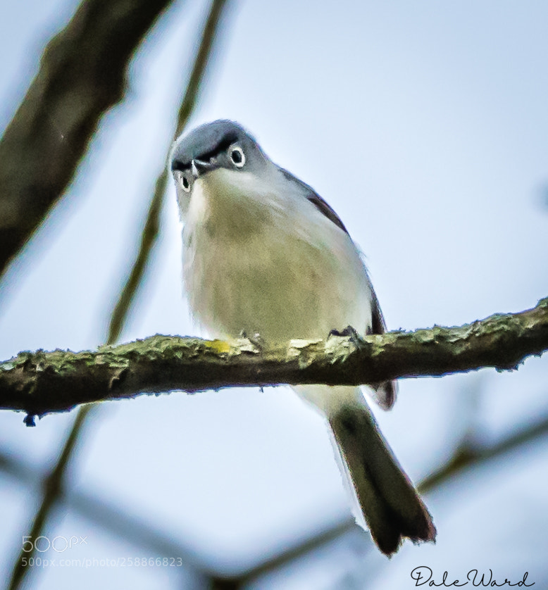 Nikon D500 sample photo. Blue-gray gnatcatcher with an photography