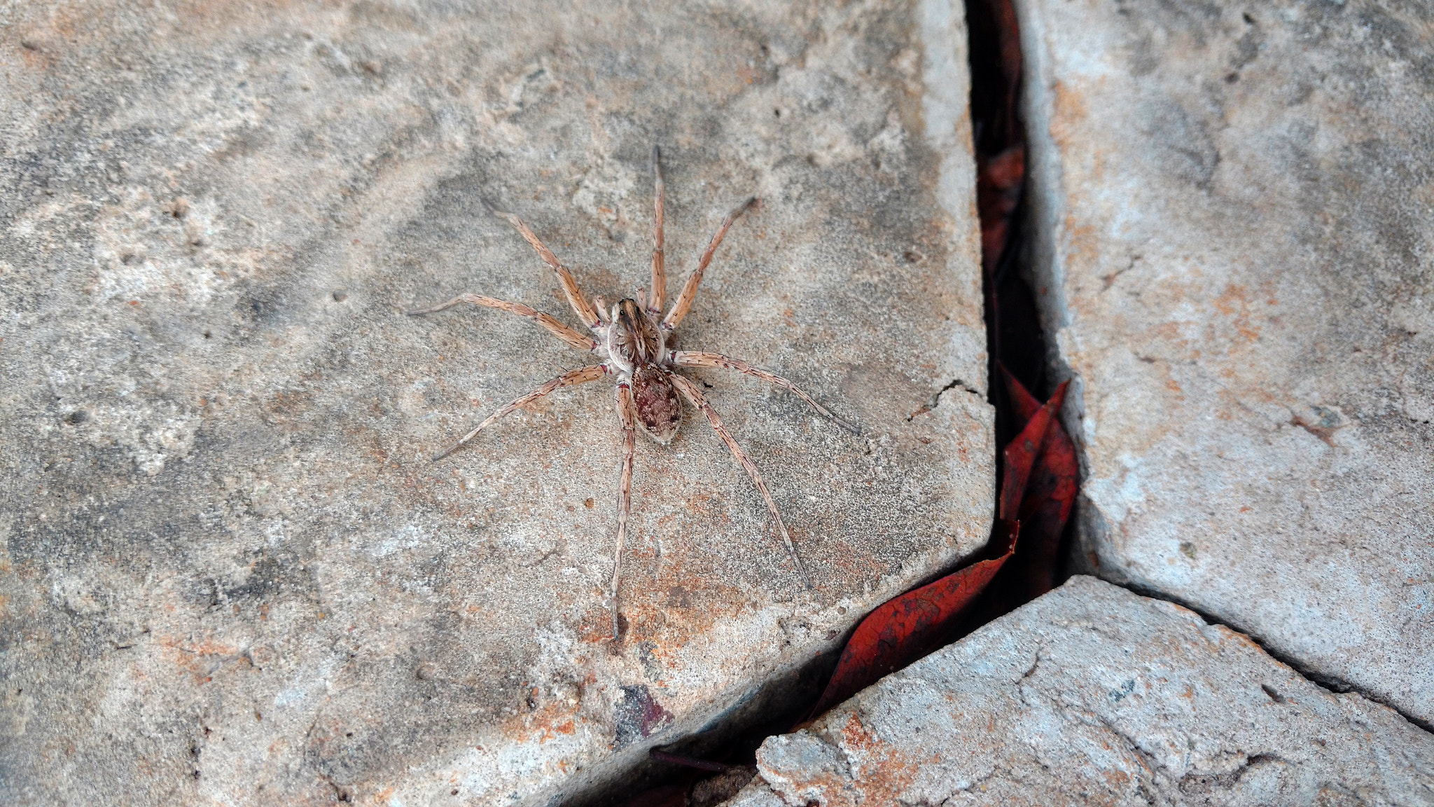 Motorola XT1563 sample photo. Aranha de grama ( grass spider ) photography