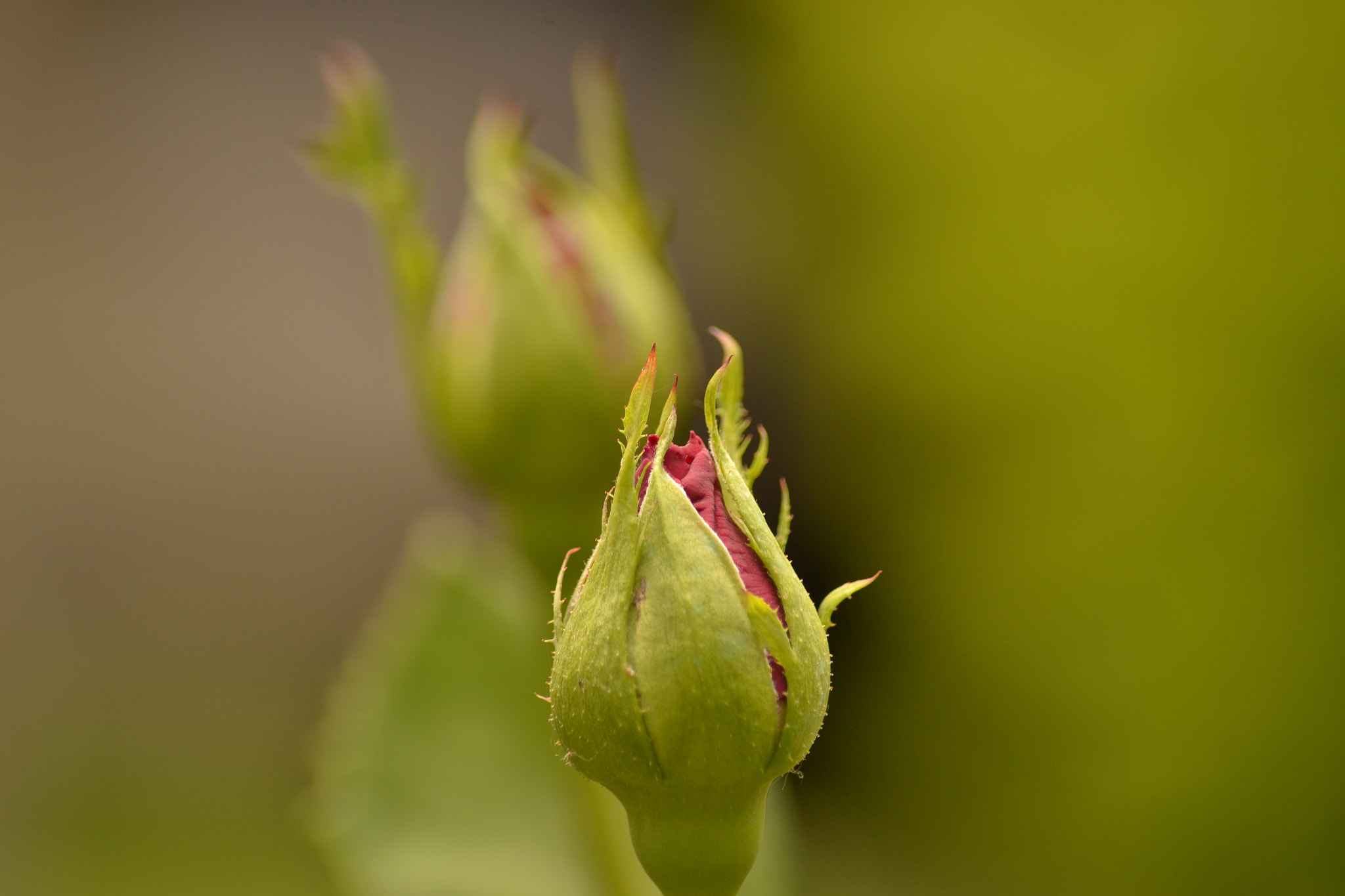 Nikon D3100 sample photo. Flower photography
