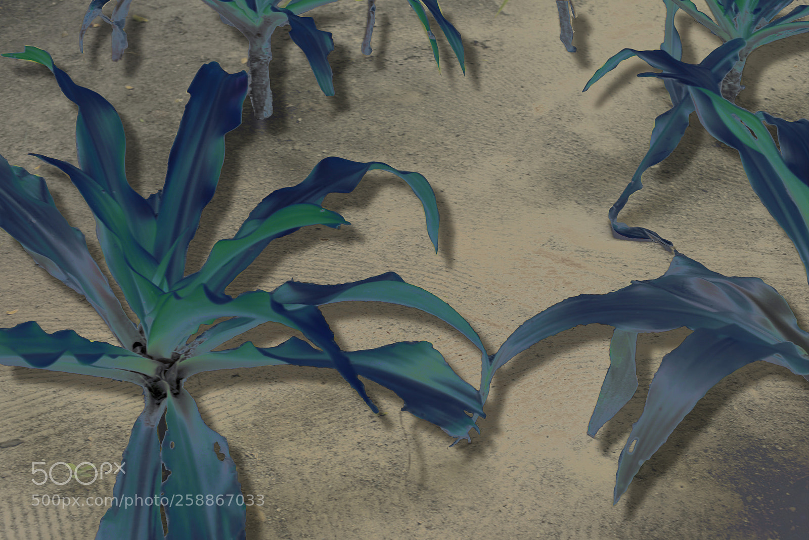 Nikon D600 sample photo. Blue and green garden photography