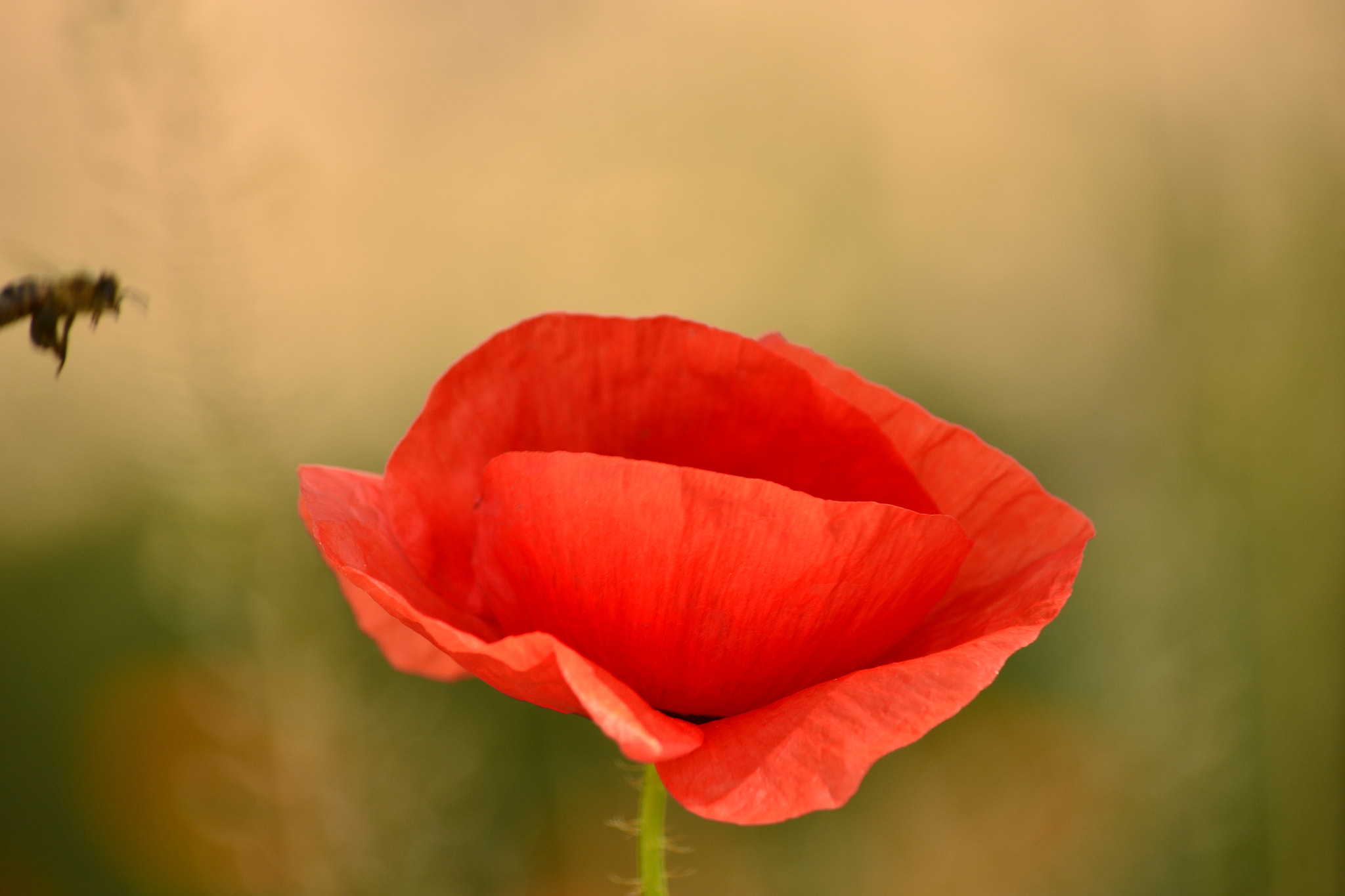 Nikon D3100 sample photo. Flower photography