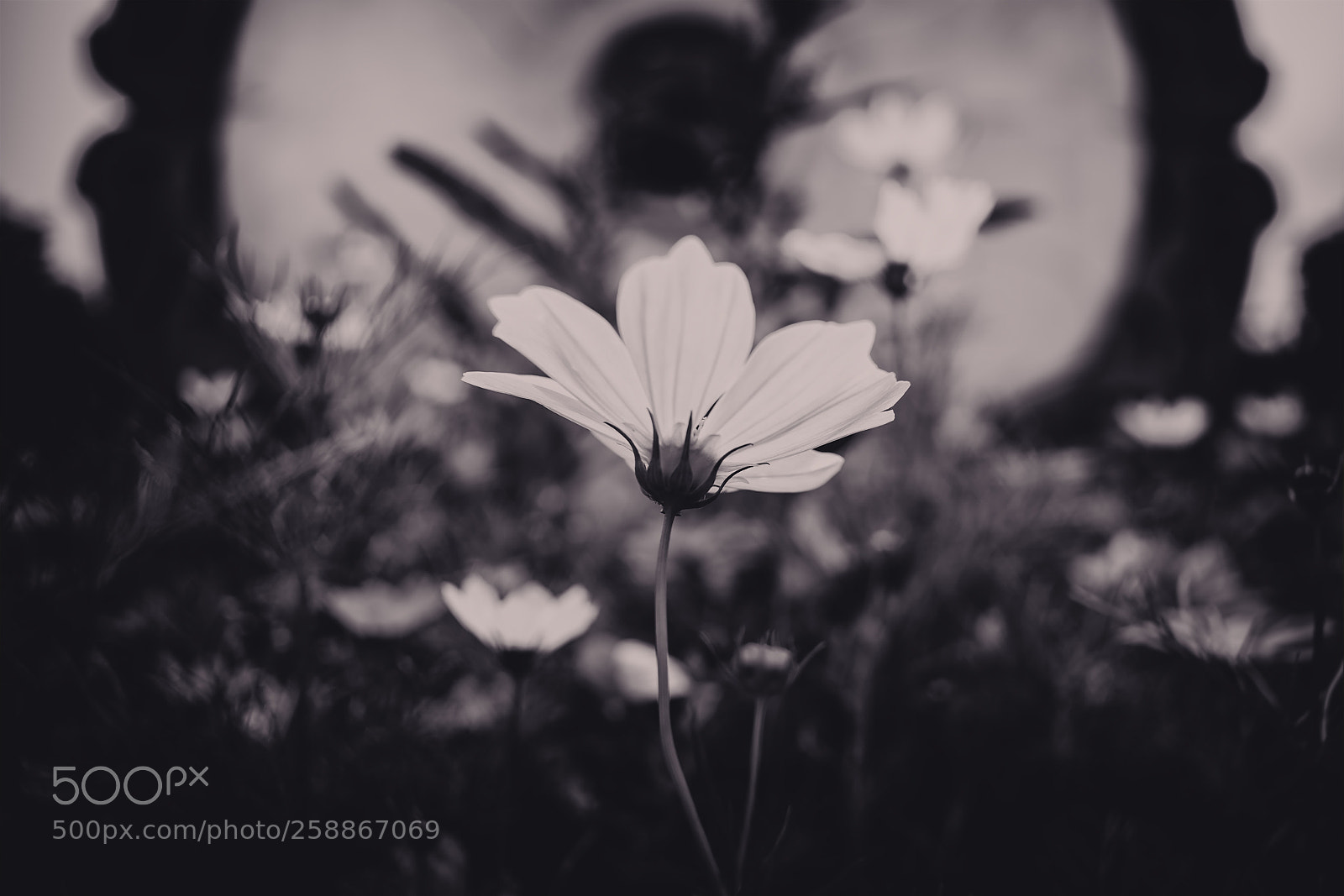 Pentax K-1 sample photo. Galsang flower photography