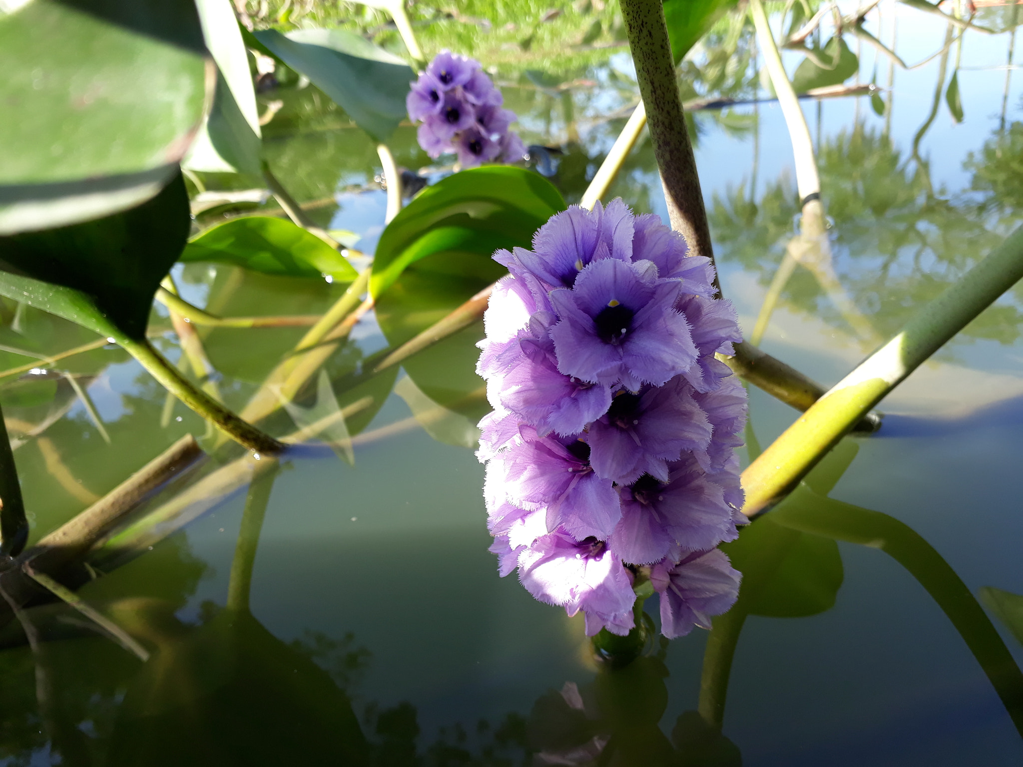 Samsung Galaxy J7 Prime sample photo