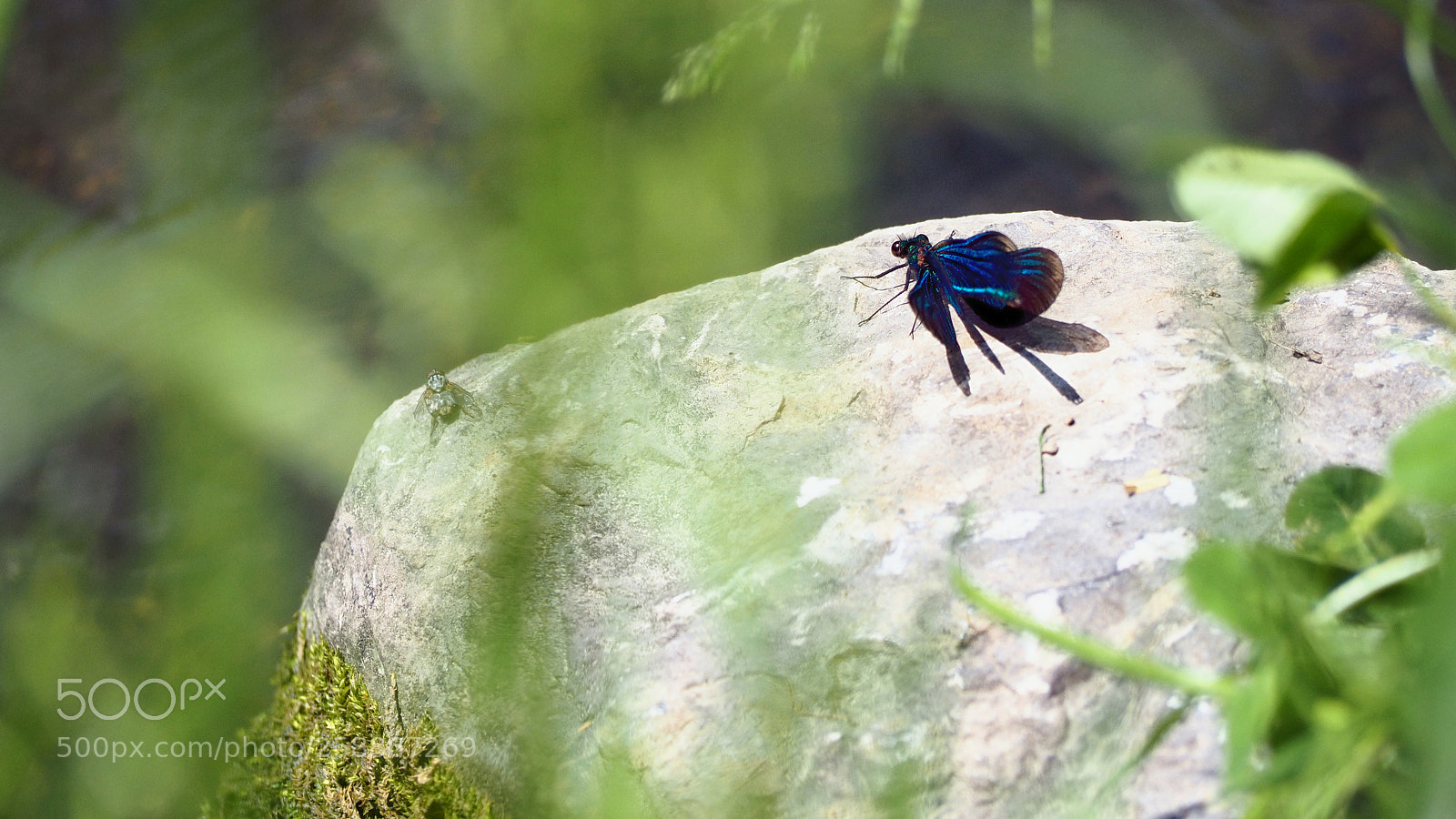 Olympus OM-D E-M10 III sample photo. Dragonfly while sunbathing photography