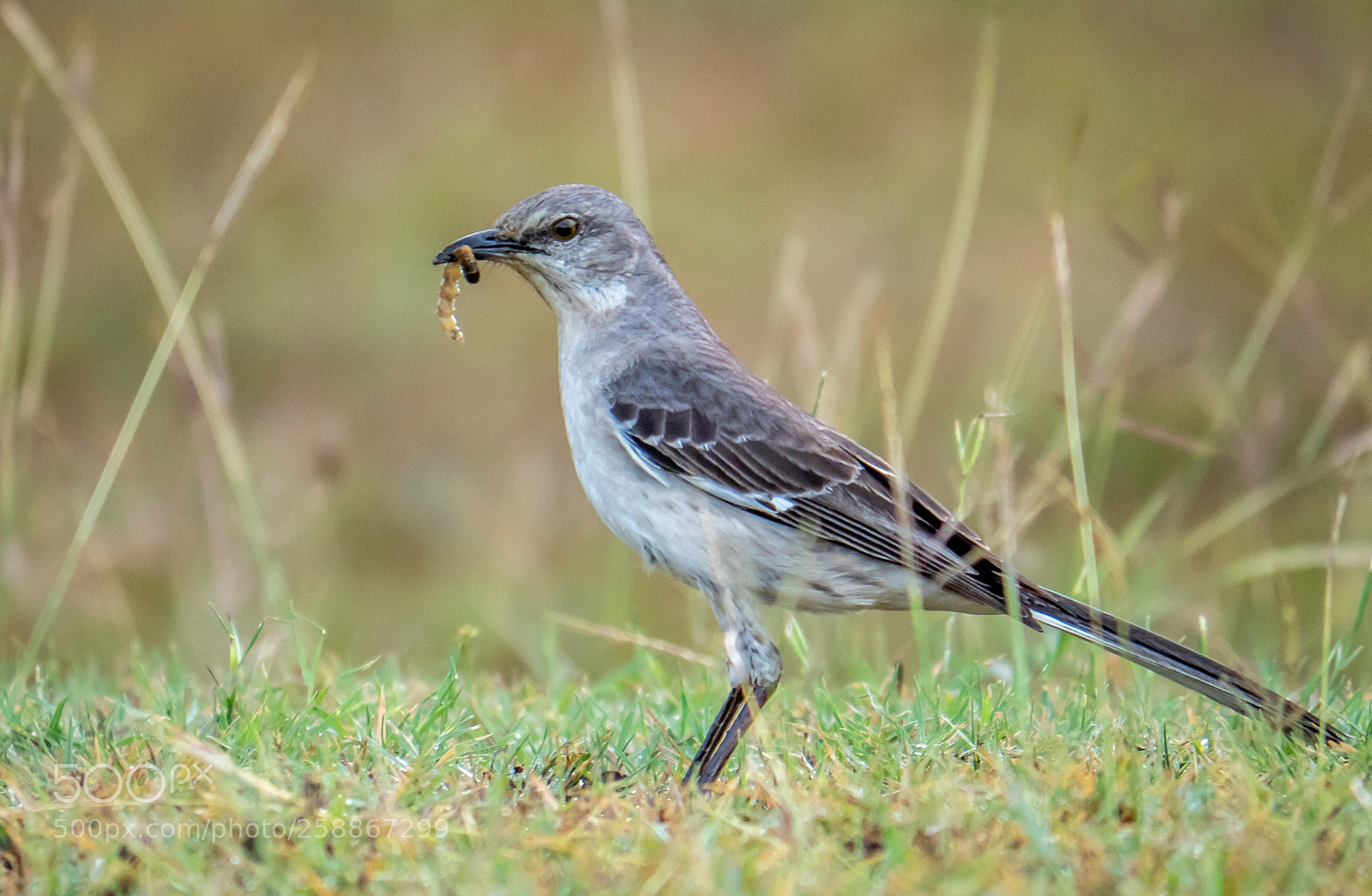 Olympus OM-D E-M1 Mark II sample photo. Mockingbird photography