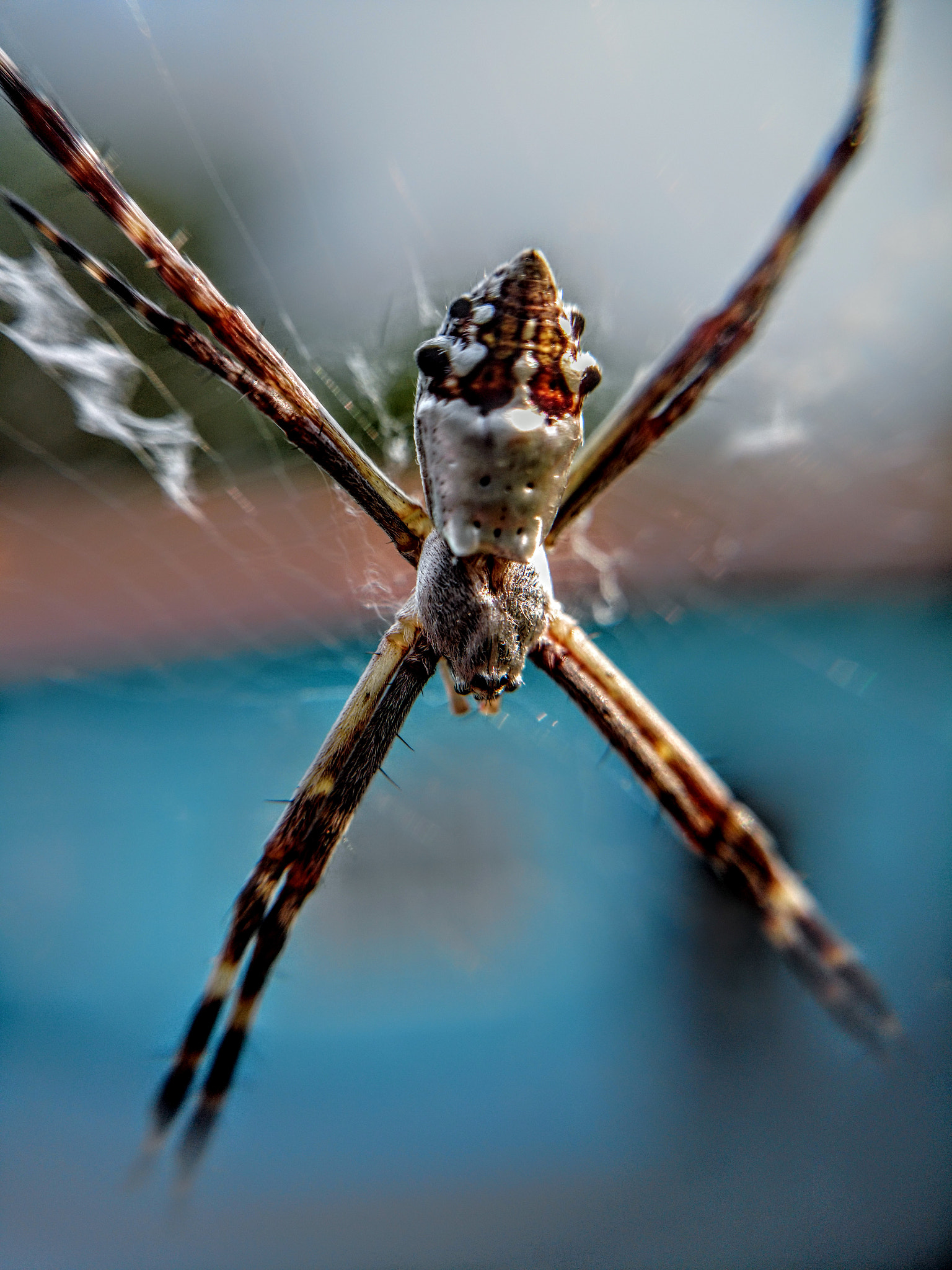 Motorola XT1563 sample photo. Aranha de prata ( silver argiope ) photography