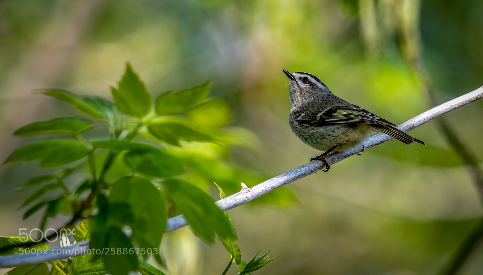 Nikon D500 sample photo. Golden-crowned kinglet photography