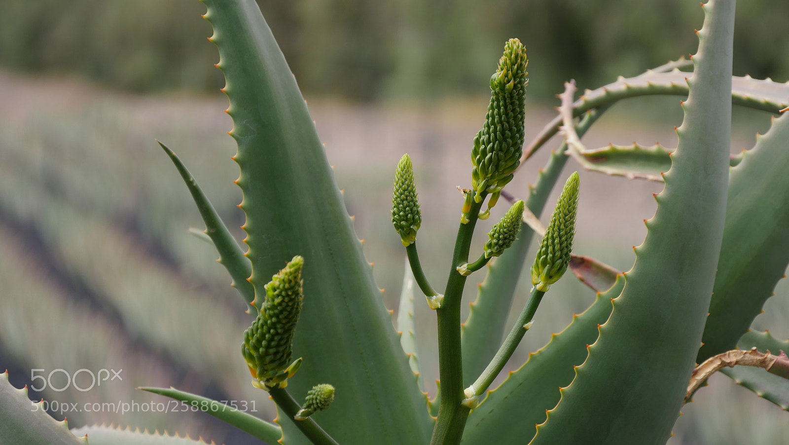 Panasonic Lumix DMC-GX8 sample photo. Aloe vera iii photography