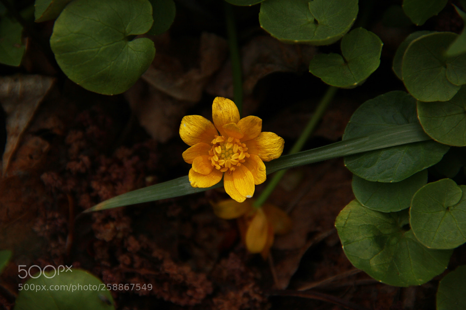Canon EF-S 18-135mm F3.5-5.6 IS sample photo. Img photography