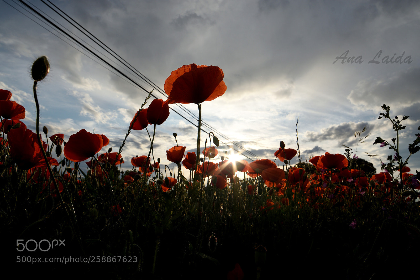 Nikon D7200 sample photo. Papaver rhoeas photography