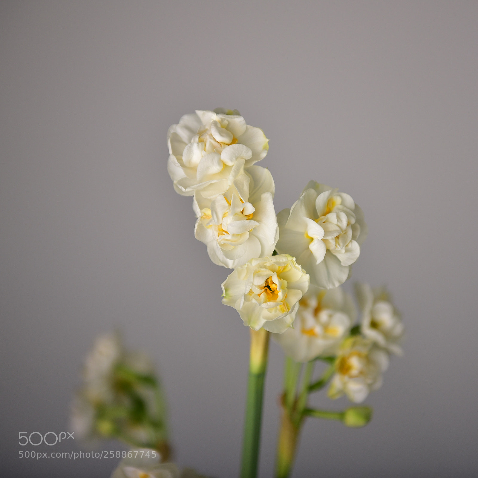 Nikon D750 sample photo. Narcissus poëticus photography