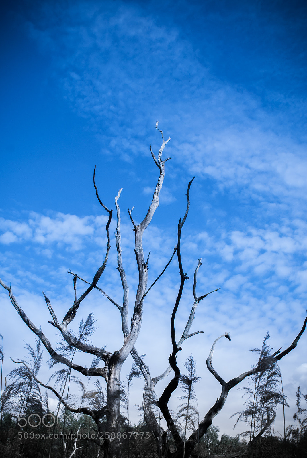Sony Alpha DSLR-A300 sample photo. Comme lev vers le photography