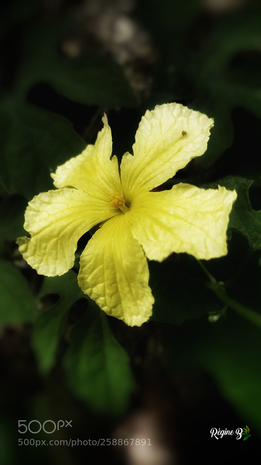 Samsung Galaxy Note4 sample photo. Ephemeral lace photography