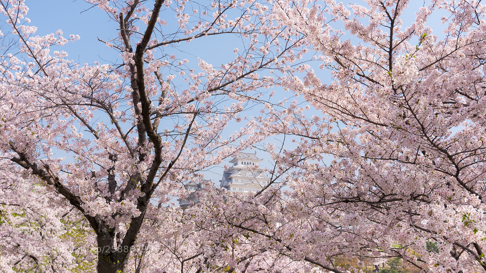 Nikon D610 sample photo. Hide and seek photography