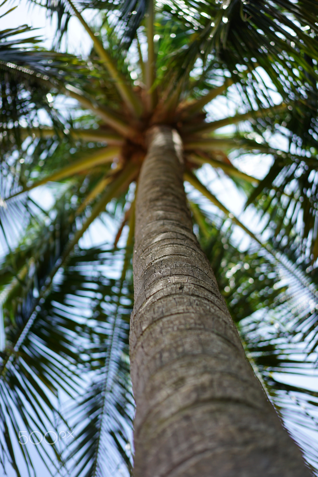 Sony Sonnar T* FE 55mm F1.8 ZA sample photo. Phu quoc 1 photography