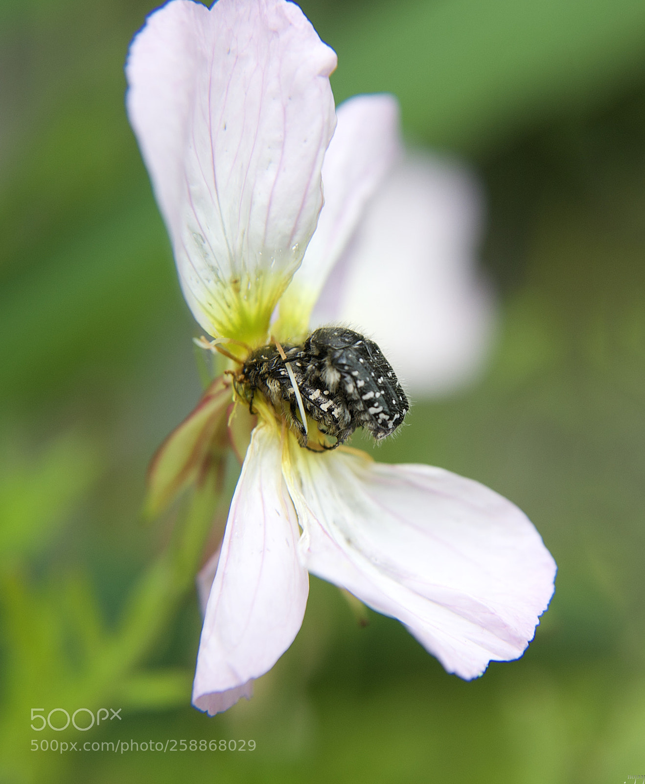 Nikon D3100 sample photo. It's the circle of photography