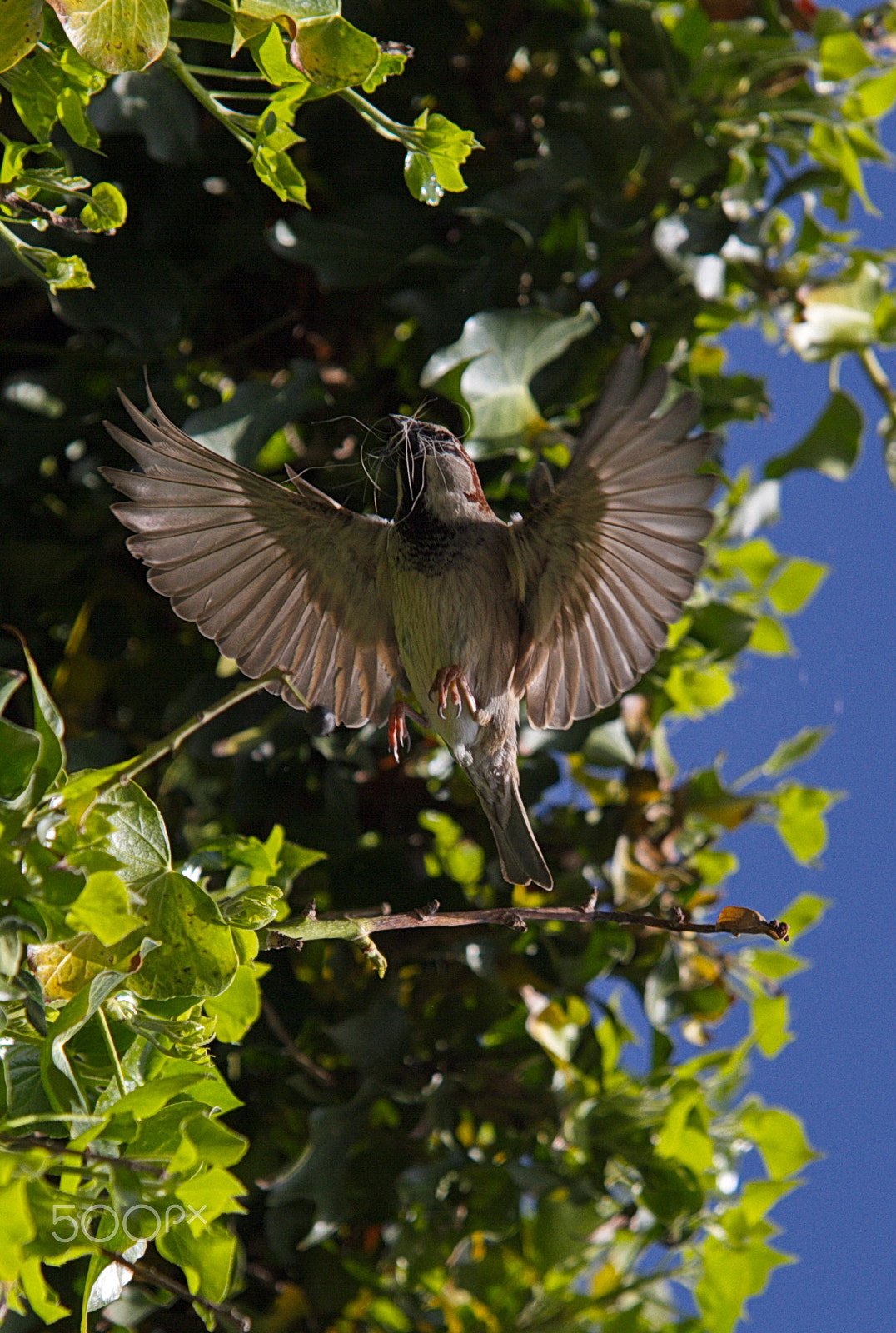 Canon EOS 7D + Sigma 70-200mm F2.8 EX DG OS HSM sample photo. Img photography