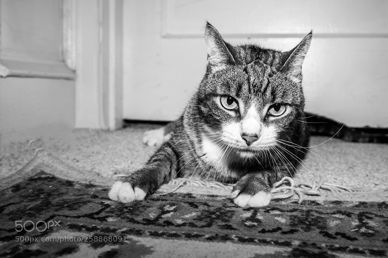 Sony a7 II sample photo. Cat pics photography