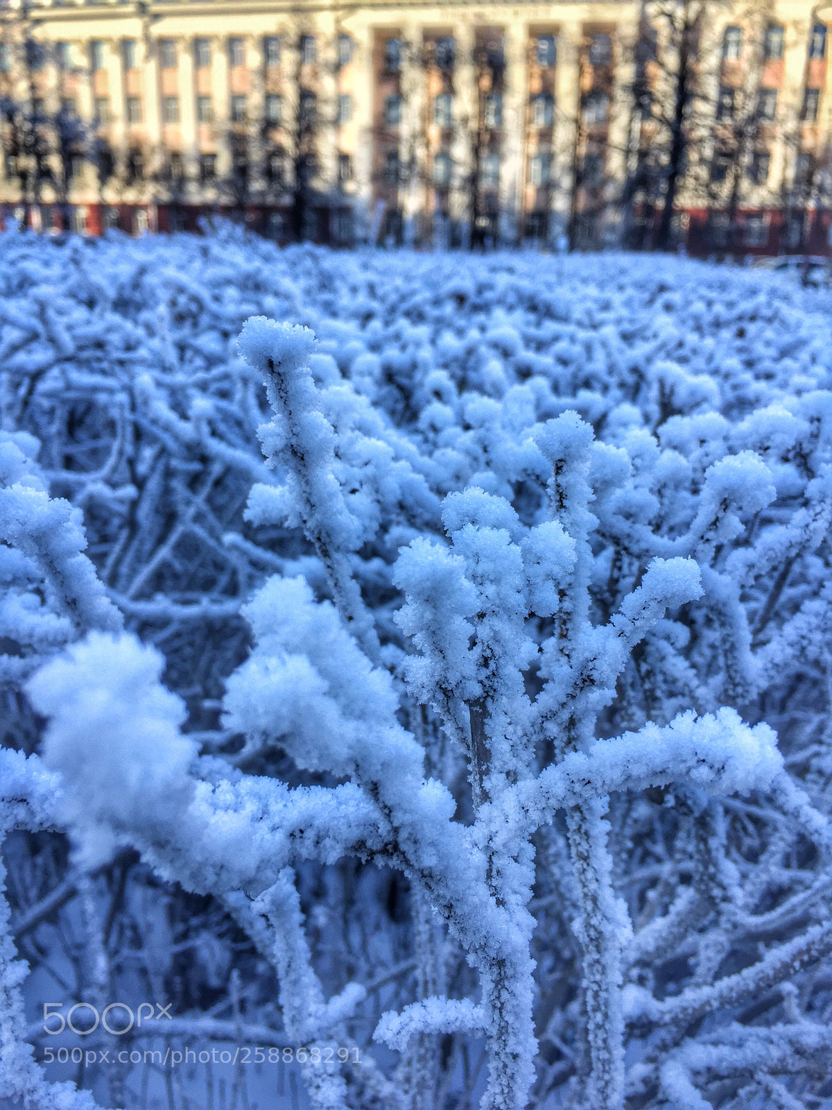 Apple iPhone 6 sample photo. Untitled photography