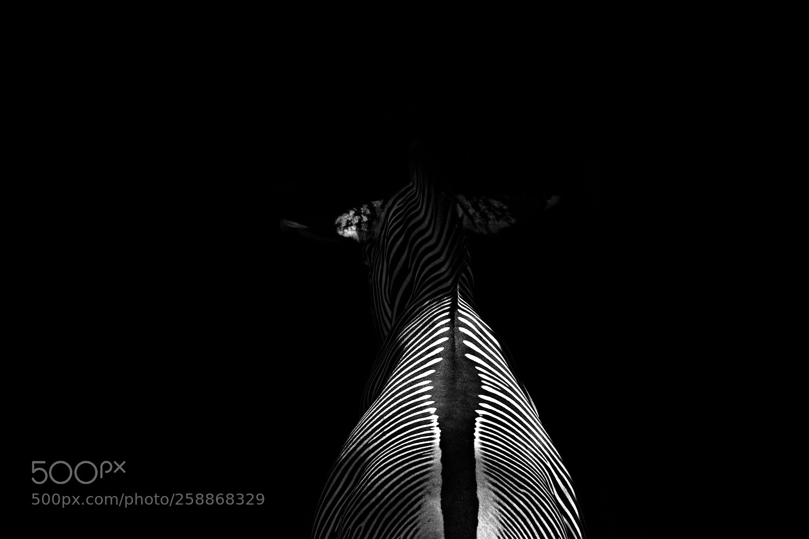 Pentax K-30 sample photo. Zebra in the darkness photography