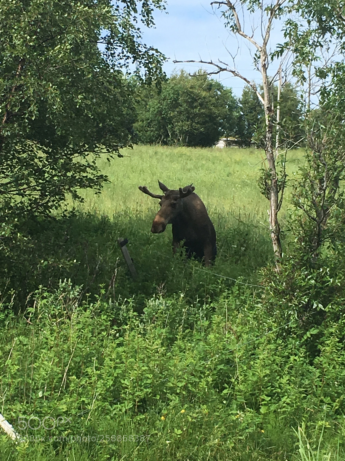 Apple iPhone 6s sample photo. Moose photography
