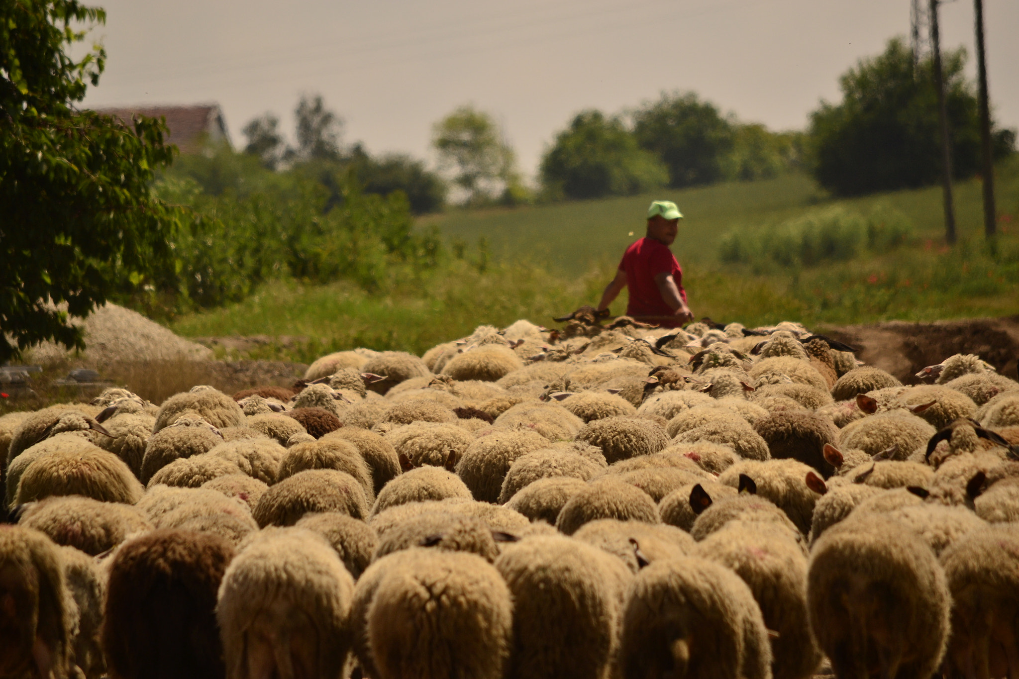 Nikon D3100 sample photo. Sheep photography